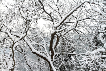 雪树