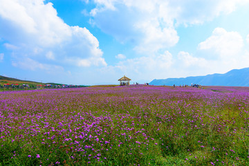 放马坪草场