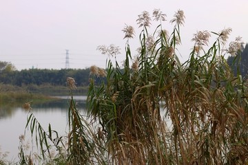 芦苇 池塘