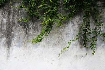 旧墙绿藤 高清画质