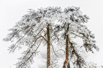 九华山雪景