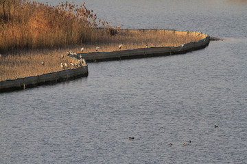 马踏湖湿地公园