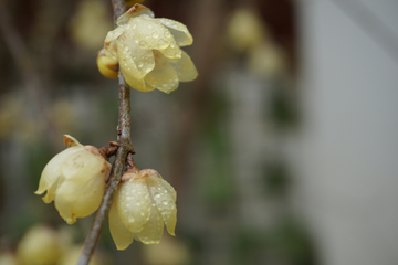 腊梅花