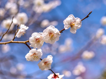 樱花特写 春天樱花盛开