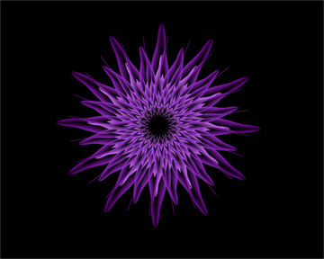紫色花 矢量花儿 线条花