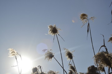 夕阳下的芦苇