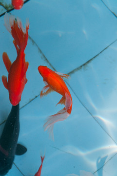 錦鯉