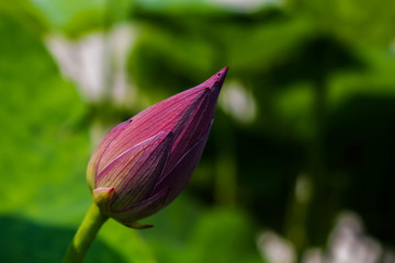 池塘荷花素材