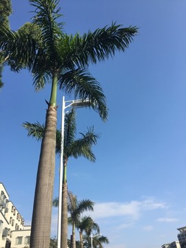 街边椰子树