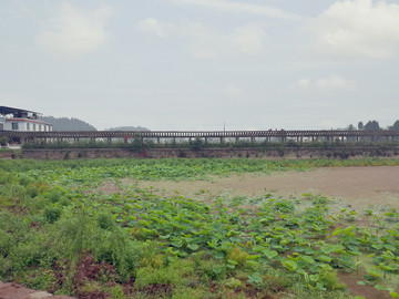 荷塘 景观廊架 田园风光