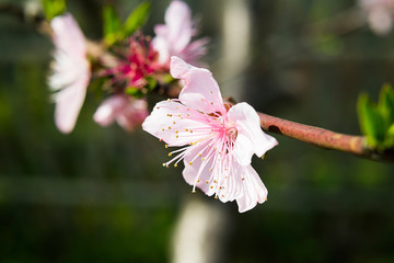 桃花