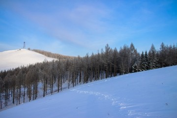 冬季森林雪景