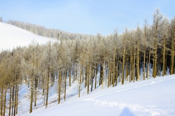 冬季雪原森林
