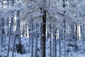 林海雪原松林雾凇