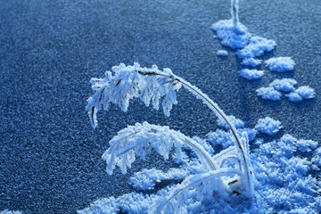 野草冰霜