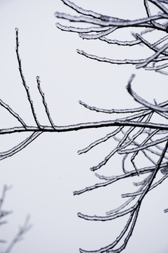 雪中枝条