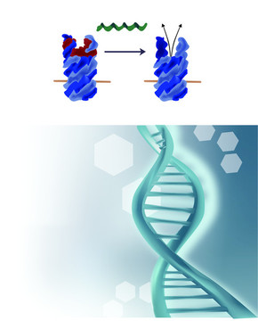 细胞DNA分子结构