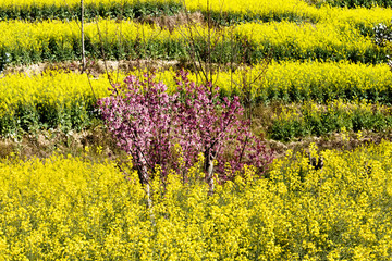 油菜 樱花