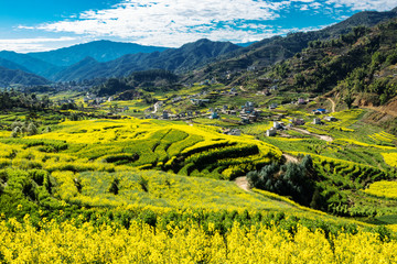 油菜基地