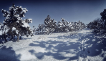 雪景