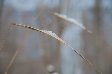 芦苇上的残雪