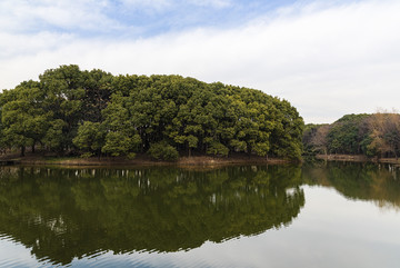 河流树林