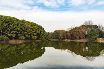 河流树林