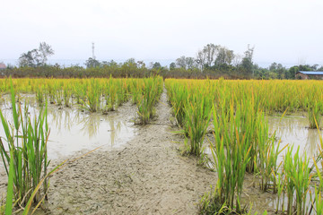 稻田田园