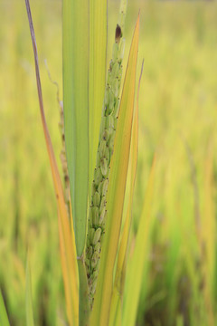 稻田稻穗