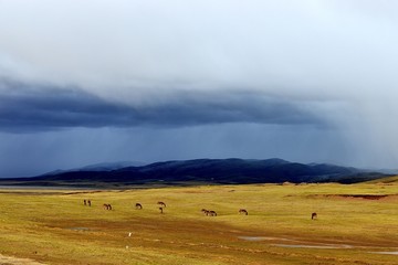 青藏线上的风景