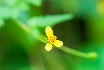 黄色小花