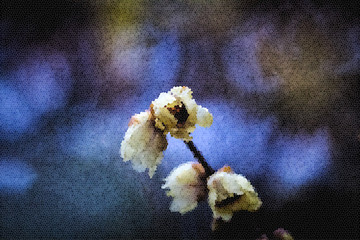 臘梅藝術(shù)畫
