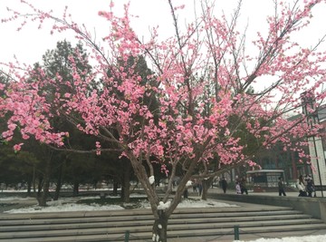 西安 大雁塔 商务 花卉 雪