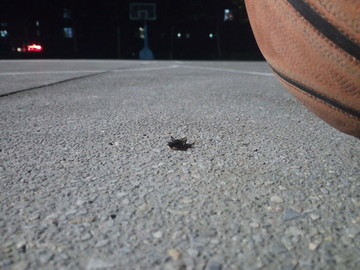 篮球与蟋蟀