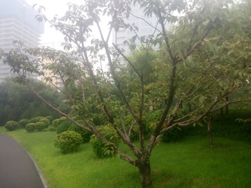 雨后景观