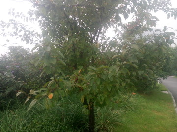 雨后景观