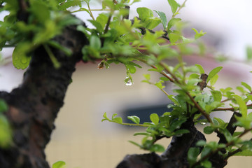 雨滴