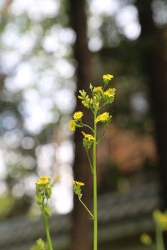 小花