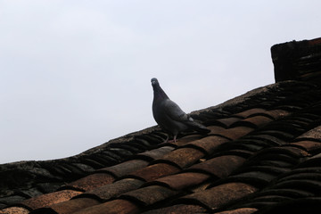 房檐上的鸽子