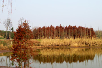 成都明蜀王陵 深秋景色