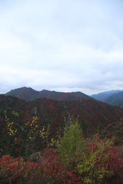 紅葉