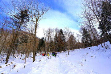 雾凇 冰雪风光 雪景 蓝天白云