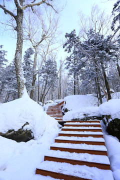 雾凇 冰雪风光 雪景 蓝天白云