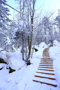 雾凇 冰雪风光 雪景 蓝天白云