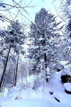 雾凇 冰雪风光 雪景 蓝天白云