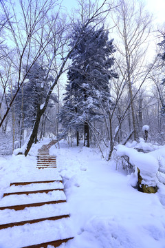 雾凇 冰雪风光 雪景 蓝天白云