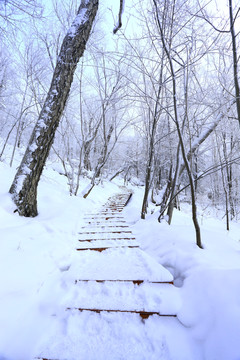 雾凇 冰雪风光 雪景 蓝天白云