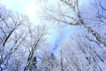 雾凇 冰雪风光 雪景 蓝天白云