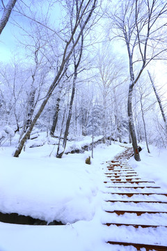 雾凇 冰雪风光 雪景 蓝天白云