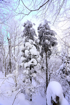 雾凇 冰雪风光 雪景 蓝天白云